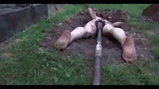 Sõbra kiisu lakkumine, veendudes, et see on magus. seks oropa